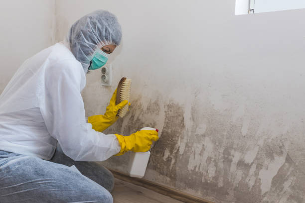 Best HVAC Mold Remediation in Dunstan, ME