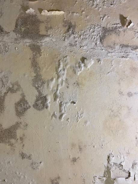 Best Localized Mold Remediation (e.g., coastal areas, humid climates) in Dunstan, ME