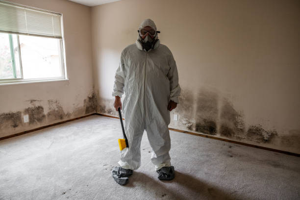 Best DIY Mold Remediation Support Services in Dunstan, ME